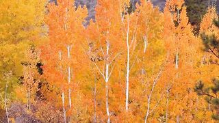 Jack & Jacob BB outdoors gay porn tube