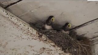 Two gay boys fucking and cumming 100